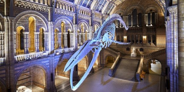 Natural History Museum