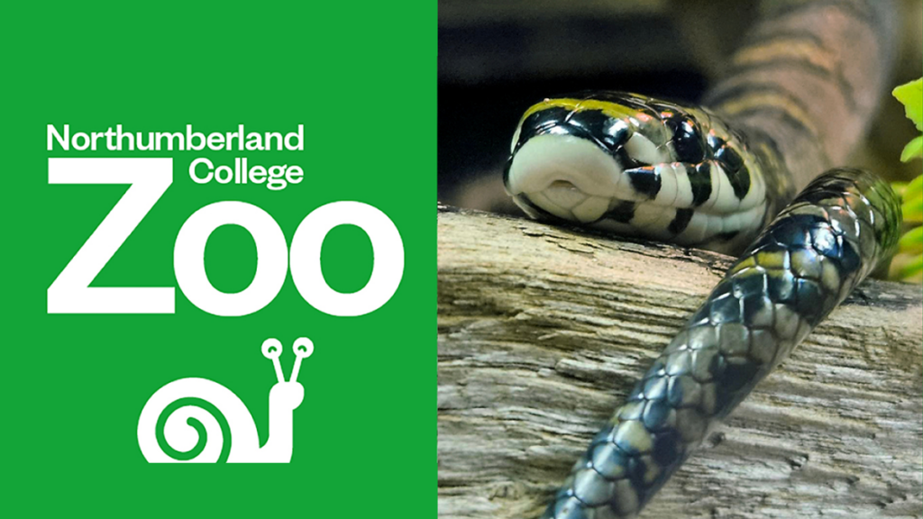 Gdo Northumberland College Zoo 7