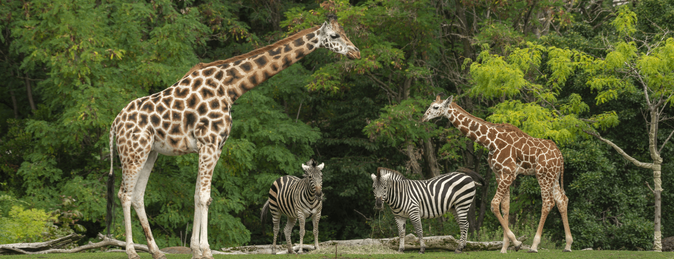 Top 10 Uk Zoos (1)