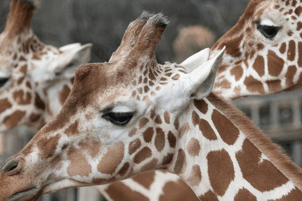 Top 10 Uk Zoos (3) (1)