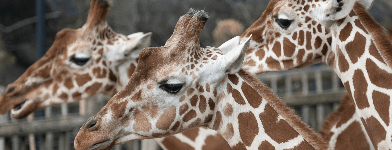 Top 10 Uk Zoos (3) (1)
