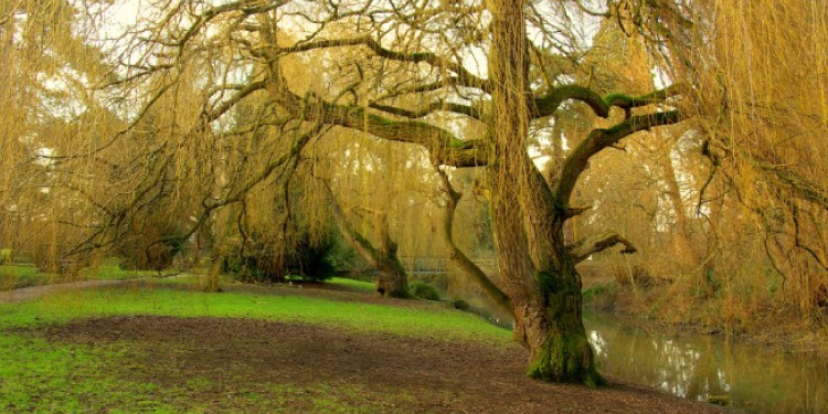 Park