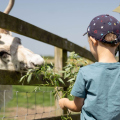 Hogshaw Farm 2