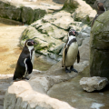 Flamingo Land North Yorkshire 5