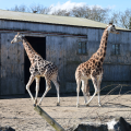 Flamingo Land North Yorkshire 6