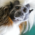 Gdo Wp Northumberland College Zoo 2