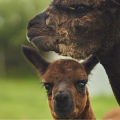 Gdo Wp Northumberland College Zoo 4