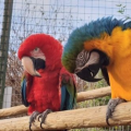 Gdo Wp Northumberland College Zoo 6